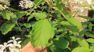 GREIT STAR -МЕТЕЛЬЧАТАЯ ГОРТЕНЗИЯ-