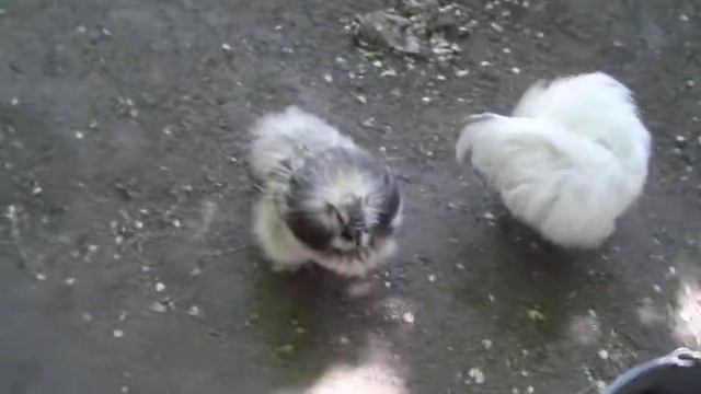 Волосатые петухи.AVI смотреть онлайн