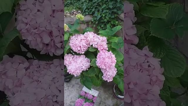 Гортензия букет роуз все просто смотреть онлайн