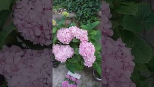 Гортензия букет роуз все просто