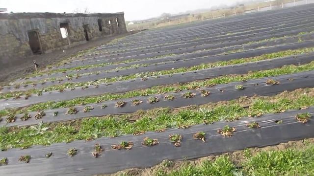 Обработка клубники после зимнего периода. Клубничная Ферма ПОЛЕ ЧУДЕС.(ЗВОНИТЕ +7-918-010-2726) смотреть онлайн