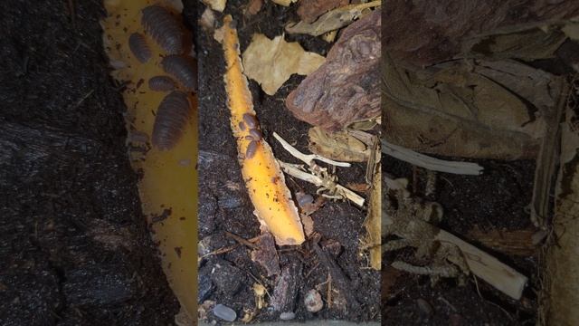 Cubaris murina Isopods: Nature's Cleanup Crew in Your Terrarium! #shorts смотреть онлайн