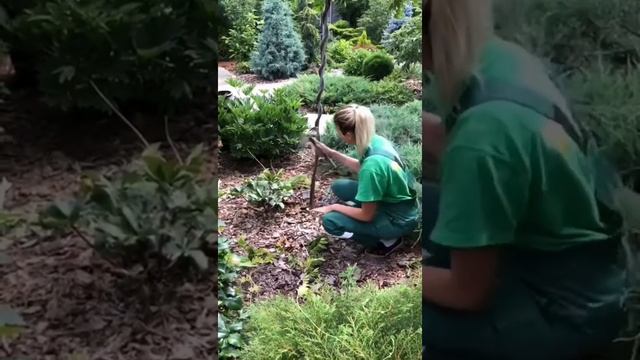 Уход за глицинией. Как заставить цвести глицинию?