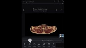 Спилы мужского тела. Анатомия.