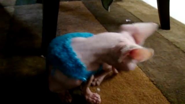 Bambino Sphynx смотреть онлайн