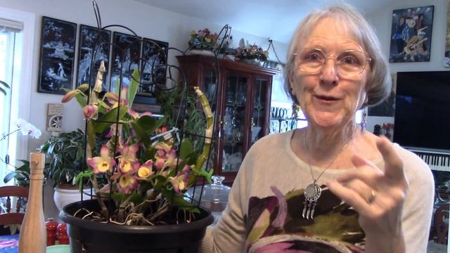 Dendrobium Nobile, Oriental Smile Fantasy in Bloom, checking orchid pots and Greenhouse Trip смотреть онлайн
