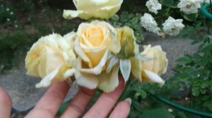 Обзор моих цветников 💮🌹🌸, 16.08.2020