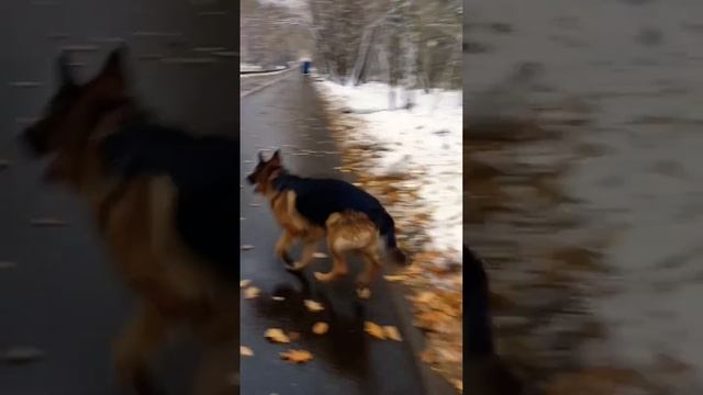 а вы так же любите снег как Тайсон? #dog #пушистыйдруг #тайсон #прогулочка #хулиганьё #красавчик смотреть онлайн