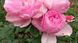 23. Роза Eckart Witzigmann. Август 2019