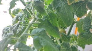 Как вырастить помидоры на окне. Томат балконное чудо и земледелец. Томаты на балконе.