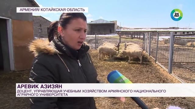 Мраморная баранина: французскую породу овец Бланш начали выращивать в Армении