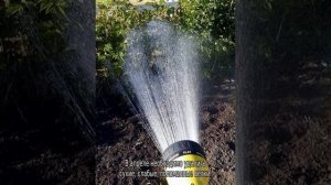Малина Гордость России