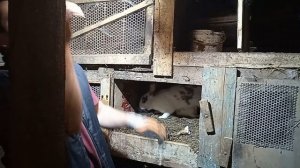 Как подсадить крольчат к другой крольчихе How to add bunnies to another bunny