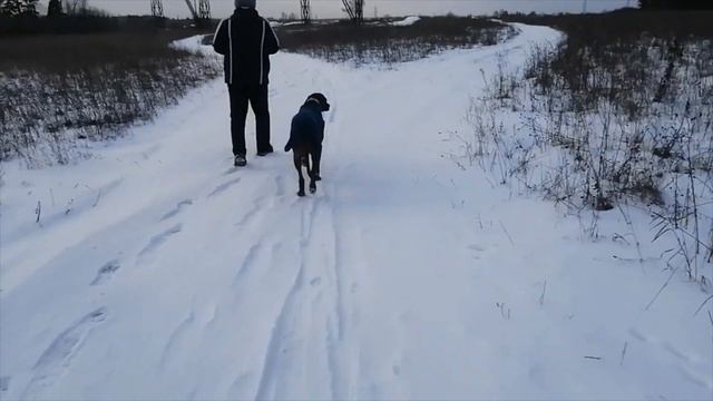 Родезийский риджбек Боня Дейонга Гайя Монифа - зимние пейзажи на прогулке.