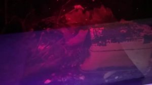 Австралийский Рак. Чем кормить. и когда они голодные