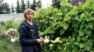 ВИНОГРАД В ЛЕНИНГРАДСКОЙ ОБЛАСТИ. СОВЕТЫ СПЕЦИАЛИСТА