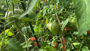 Томаты под Питером. Обзор сортов и гибридов. Кировск ленинградкой области, август 2023