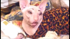 Марс -  шурин  ( Cat Mars - brother-in-law ).mp4