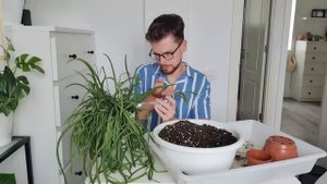 Разговорная пересадка лесных кактусов. Эволюция моей коллекции в последние годы.