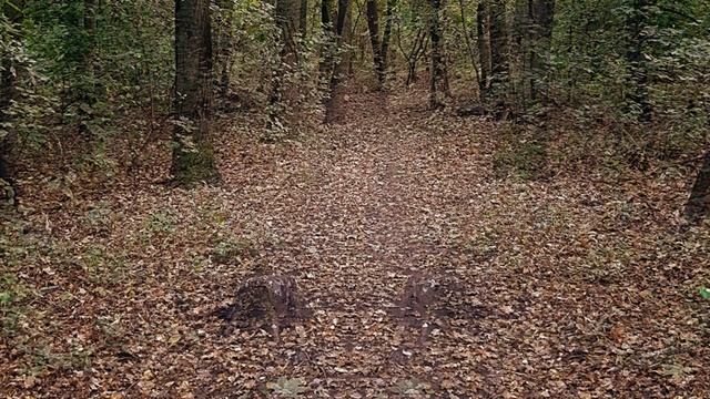 Танго листопада | Tango of Leaf fall смотреть онлайн