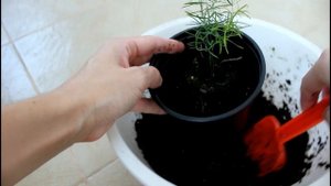 Аспарагус из семян подрос. Пересаживаю. __Валентина Земскова.