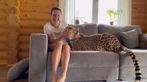 Гепард домашний лежит на диване. Кажется у Герды созрел хитрый план