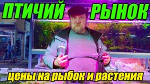 Птичий рынок Садовод. Цены на растения и рыбок. Ноябрь 2022