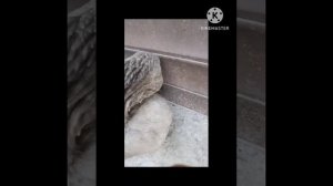 Чем гусь отличается от утки. Их плюсы и минусы содержания.