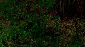 Настрой академика СЫТИНА Г Н  Здоровый , безмятежный крепкий сон 3 часть