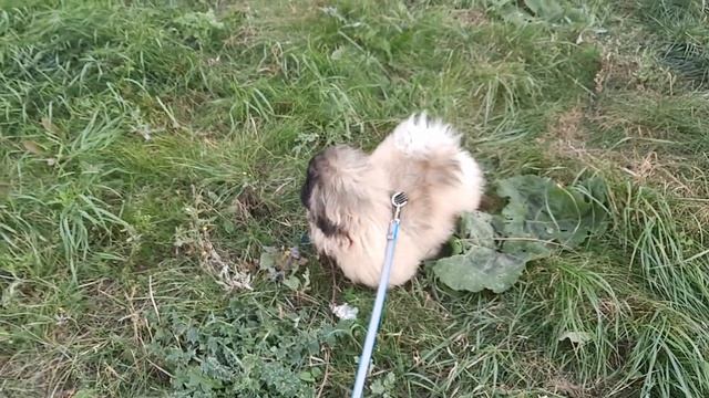 ПЕКИНЕС ДЕНДИК И ПТИЦЫ #сергейтелков #пекинес #pekingese