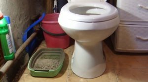 Как приучить кота к унитазу?