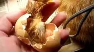 рождение цыпленка (из серии "курятник")