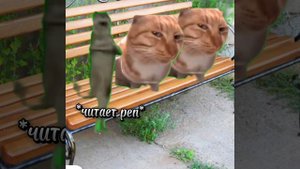 кот мем