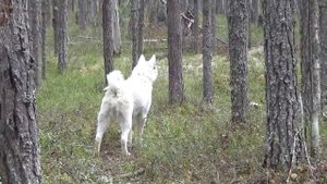 Суровые будни весновки 2023 #14 Рыбалка и хулиганы бобры