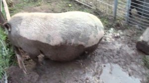 Забавы в грязи а ведь она на сноси !