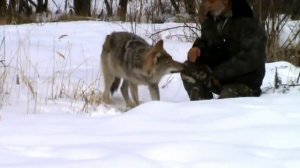 Хороший Егерь и с волками в мире.