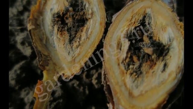 ?Вредители малины(малинная галлица) Почему сохнет малина
