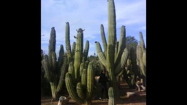 ПАЛЬМА де МАЙОРКА смотреть онлайн