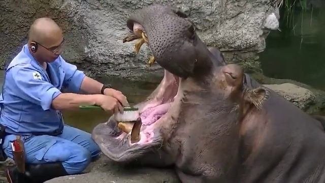 Как бегемоту зубы чистят