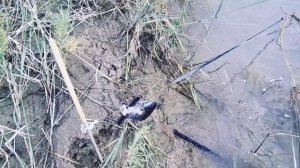 РЫБАЛКА река ИЛИ на закидушки, снасть назвал  "ЛЯГУШКА".