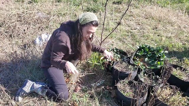 Freeze Prep for Potted Mints and Pineberries - Winter Garden Chores смотреть онлайн