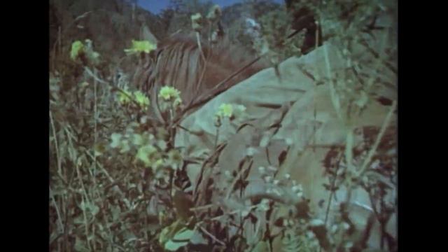 Алтайский заповедник смотреть онлайн