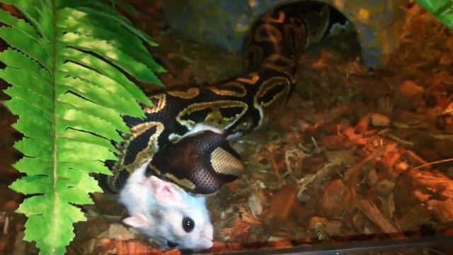 Питон региус охотится на хомяка/ Python regius hunting to hamster