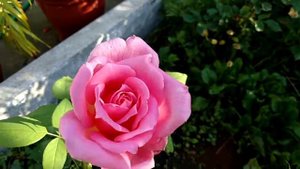 Дамаская роза Алина хозяйка