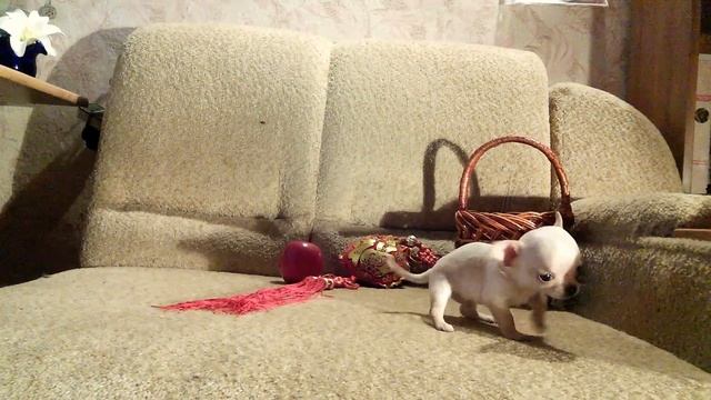щенок чихуахуа кремовый мальчик смотреть онлайн