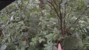 Охота на изюбра.