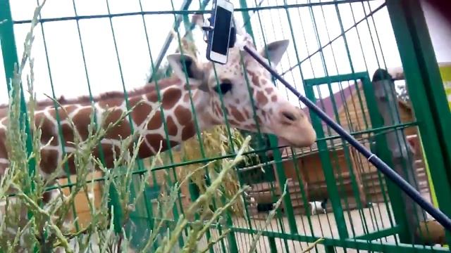 Смешной жираф смотреть онлайн