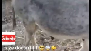 Super Murrah donkey meeting First time