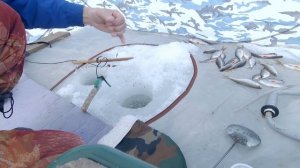 Рыбалка в Александровке #2. Ловля плотвы (сорожки) зимой на балансирный кивок Щербакова