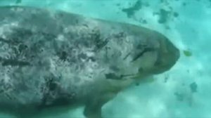 Водолазы нашли животное, запертое в клетке под водой. То, что случилось дальше просто невероятно...